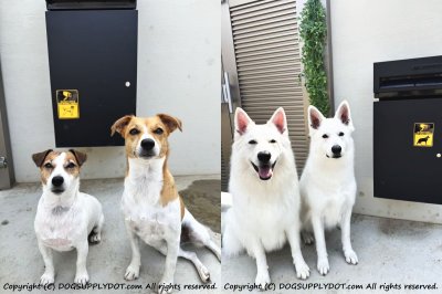 写真を撮るので、 家の中からですが…