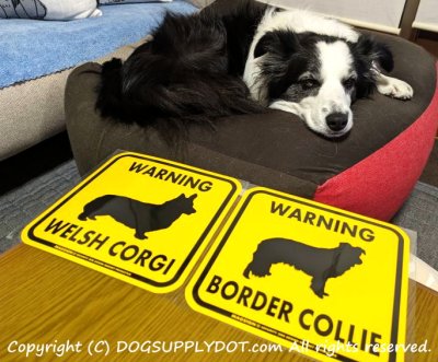 ニコの写真です