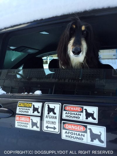 画像1: [MAGSIGN] アフガンハウンド マグネット＆ステッカー 犬 注意 英語 BEWARE AFGHAN HOUND 対象:車(ドア/ガラス/ボディ)・屋外(玄関扉/窓ガラス/メールポスト) 日本製