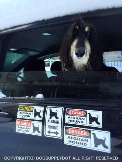 画像1: AFGHAN HOUND [MAGSIGN] シルエット＆矢印 アメリカン道路標識 英語犬種名 マグネット/ステッカー：ホワイト