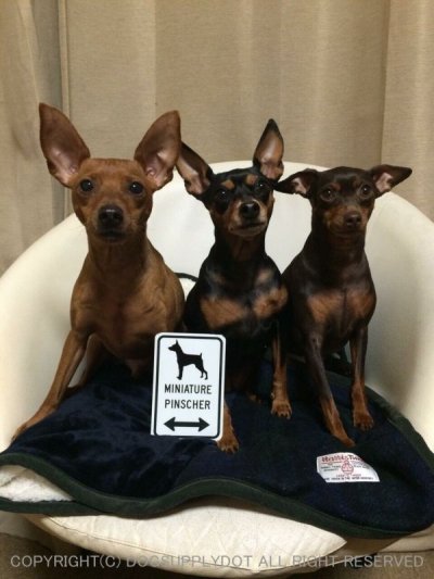 画像1: MINIATURE PINSCHER [MAGSIGN] シルエット＆矢印 アメリカン道路標識 英語犬種名 マグネット/ステッカー：ホワイト