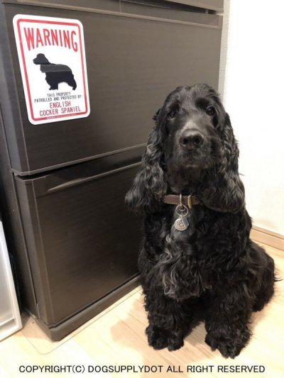 画像1: [MAGSIGN] ENGLISH COCKER SPANIEL 注意 英語 WARNING 警告/保護/警戒 車 屋外用 マグネット＆ステッカー 日本製：イングリッシュコッカースパニエル