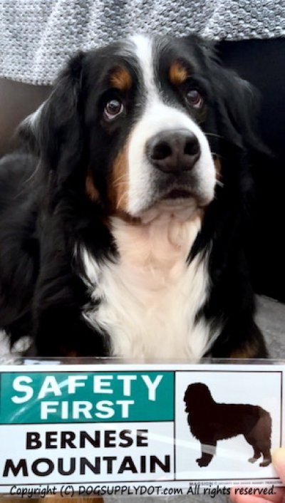 画像1: [MAGSIGN] バーニーズマウンテンドッグ マグネット＆ステッカー 英語 安全第一 SAFETY FIRST BERNESE MOUNTAIN 対象:車(ドア/ガラス/ボディ)・屋外(玄関扉/窓ガラス/メールポスト) 日本製