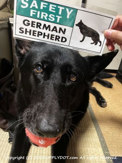 画像1: [MAGSIGN] ジャーマンシェパード マグネット＆ステッカー 英語 安全第一 SAFETY FIRST GERMAN SHEPHERD 対象:車(ドア/ガラス/ボディ)・屋外(玄関扉/窓ガラス/メールポスト) 日本製