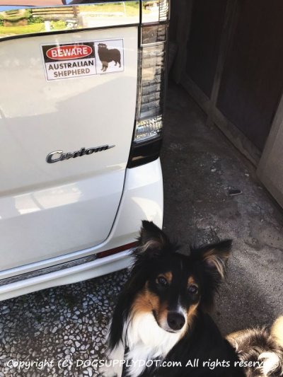 画像1: [MAGSIGN] オーストラリアンシェパード マグネット＆ステッカー 犬 注意 英語 BEWARE AUSTRALIAN SHEPHERD 対象:車(ドア/ガラス/ボディ)・屋外(玄関扉/窓ガラス/メールポスト) 日本製