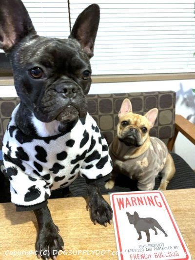 画像1: [MAGSIGN] FRENCH BULLDOG 注意 英語 WARNING 警告/保護/警戒 車 屋外用 マグネット＆ステッカー 日本製：フレンチブルドッグ