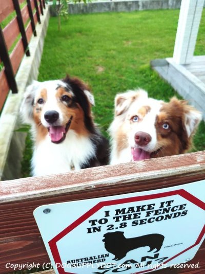 画像1: オーストラリアンシェパード警戒中 英語看板 アメリカ輸入サインボード：I MAKE IT TO THE FENCE IN 2.8 SECONDS AUSTRALIAN SHEPHERD  CAN YOU? [MADE IN U.S.A]