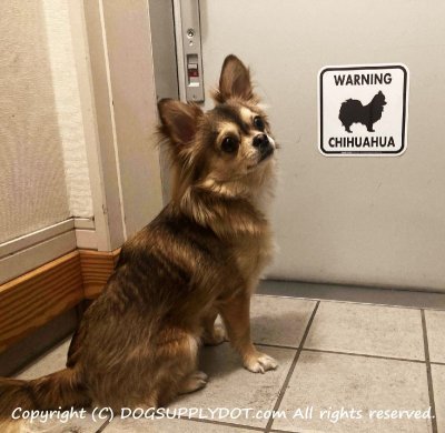 画像1: [MAGSIGN] WARNING CHIHUAHUA マグネット＆ステッカー：ロングコートチワワ(ホワイト/イエロー/オレンジ) 注意 英語 正方形 車＆屋外用(防水性/耐光性) 日本製