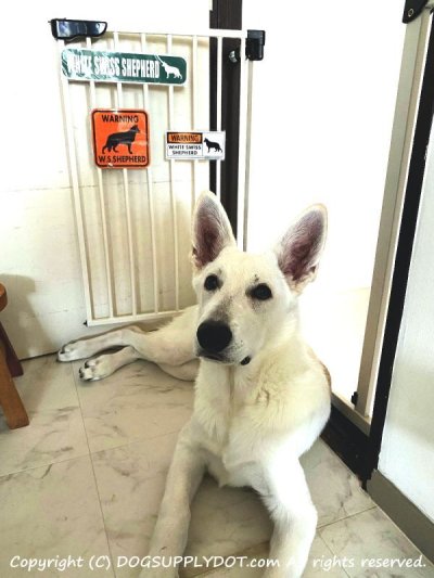 画像1: [MAGSIGN] ホワイトスイスシェパード 注意警告マグネット＆ステッカー(黒オレンジ色) 英語 WARNING WHITE SWISS SHEPHERD 対象:車(ドア/ガラス/ボディ)・屋外(玄関扉/窓ガラス/メールポスト) 日本製