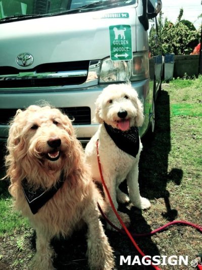 画像1: GOLDENDOODLE [MAGSIGN] シルエット＆矢印 アメリカン道路標識 英語犬種名 マグネット/ステッカー：グリーン