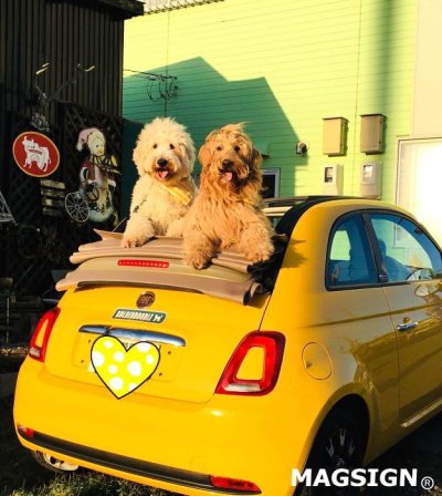 画像2: GOLDENDOODLE [MAGSIGN] アメリカ道路ストリート標識 マグネット＆ステッカー：ゴールデンドゥードル