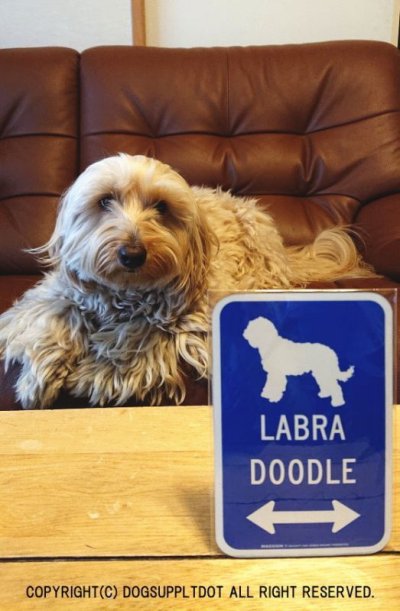 画像1: LABRADOODLE [MAGSIGN] シルエット＆矢印 アメリカン道路標識 英語犬種名 マグネット/ステッカー：ブルー