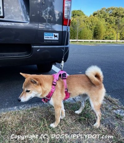 画像1: [MAGSIGN] 柴犬 マグネット＆ステッカー 英語 お知らせ NOTICE SHIBA INU 対象:車(ドア/ガラス/ボディ)・屋外(玄関扉/窓ガラス/メールポスト) 日本製