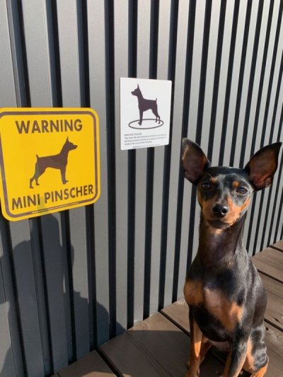 画像1: MINIATURE PINSCHER'S POEM [MAGSIGN] ポエムシリーズ マグネット＆ステッカー 防水/耐水・耐光性 日本製 英語＆シルエット：ミニチュアピンシャー（ホワイト/イエロー）