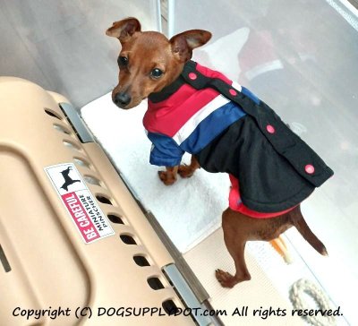 画像1: [MAGSIGN] ミニチュアピンシャー マグネット＆ステッカー (犬)気を付けて 英語 BE CAREFUL MINIATURE PINSCHER 対象:車(ドア/ガラス/ボディ)・屋外(玄関扉/窓ガラス/メールポスト) 日本製