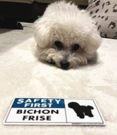 画像1: [MAGSIGN] ビションフリーゼ マグネット＆ステッカー 英語 安全第一 SAFETY FIRST BICHON FRISE 対象:車(ドア/ガラス/ボディ)・屋外(玄関扉/窓ガラス/メールポスト) 日本製