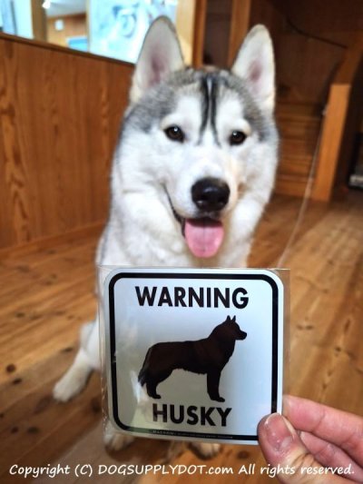 画像1: [MAGSIGN] WARNING HUSKY マグネット＆ステッカー：ハスキー(ホワイト/イエロー/オレンジ) 注意 英語 正方形 車＆屋外用(防水性/耐光性) 日本製