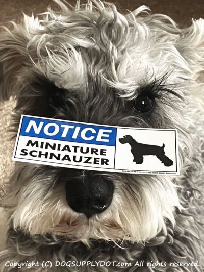 画像1: [MAGSIGN] ミニチュアシュナウザー マグネット＆ステッカー 英語 お知らせ NOTICE MINIATURE SCHNAUZER 対象:車(ドア/ガラス/ボディ)・屋外(玄関扉/窓ガラス/メールポスト) 日本製