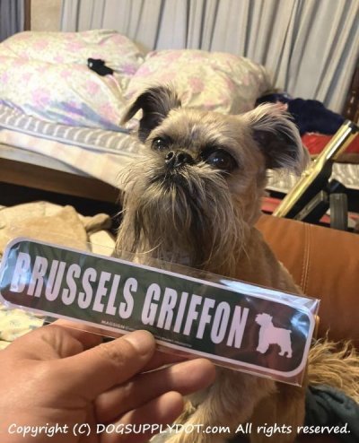 画像1: BRUSSELS GRIFFON [MAGSIGN] アメリカ道路ストリート標識 マグネット＆ステッカー：ブリュッセルグリフォン