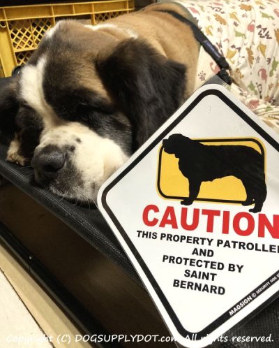 画像1: セントバーナード 英語 犬注意/私有地/警備監視中 マグネット＆ステッカー 日本製：CAUTION THIS PROPERTY PATROLLED AND PROTECTED BY SAINT BERNARD [MAGSIGN]
