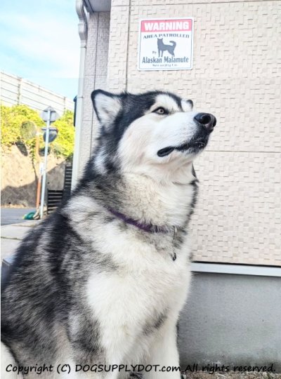 画像1: アラスカンマラミュート警備会社看板 英語注意書き アメリカ輸入サインボード：WARNING AREA PATROLLED By Alaskan Malamute Security Co.[MADE IN U.S.A]