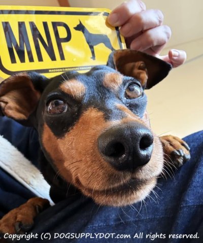 画像1: [MAGSIGN] ミニチュアピンシャー イニシャル(アルファベット３文字) シルエット マグネット＆ステッカー MINIATURE PINSCHER ローマ字ロゴ入り 車/屋外用 日本製