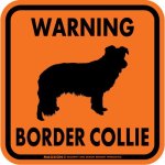 画像4: [MAGSIGN] WARNING BORDER COLLIE マグネット＆ステッカー：ボーダーコリー(ホワイト/イエロー/オレンジ) 注意 英語 正方形 車＆屋外用(防水性/耐光性) 日本製 (4)