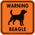 画像4: [MAGSIGN] WARNING BEAGLE マグネット＆ステッカー：ビーグル(ホワイト/イエロー/オレンジ) 注意 英語 正方形 車＆屋外用(防水性/耐光性) 日本製 (4)