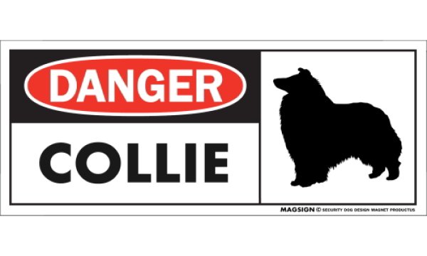 画像1: [MAGSIGN] コリー マグネット＆ステッカー 英語 危ない 危険 DANGER COLLIE 対象:車(ドア/ガラス/ボディ)・屋外(玄関扉/窓ガラス/メールポスト) 日本製 (1)