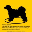 画像2: TIBETAN TERRIER'S POEM [MAGSIGN] ポエムシリーズ マグネット＆ステッカー 防水/耐水・耐光性 日本製 英語＆シルエット：チべタンテリア（ホワイト/イエロー） (2)
