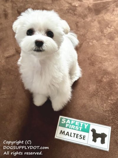 画像1: [MAGSIGN] マルチーズ(パピーカット) マグネット＆ステッカー 英語 安全第一 SAFETY FIRST MALTESE 対象:車(ドア/ガラス/ボディ)・屋外(玄関扉/窓ガラス/メールポスト) 日本製