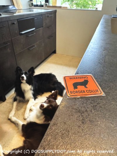 画像1: [MAGSIGN] WARNING BORDER COLLIE マグネット＆ステッカー：ボーダーコリー(ホワイト/イエロー/オレンジ) 注意 英語 正方形 車＆屋外用(防水性/耐光性) 日本製