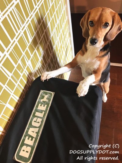 画像2: BEAGLE [MAGSIGN] アメリカ道路ストリート標識 マグネット＆ステッカー：ビーグル