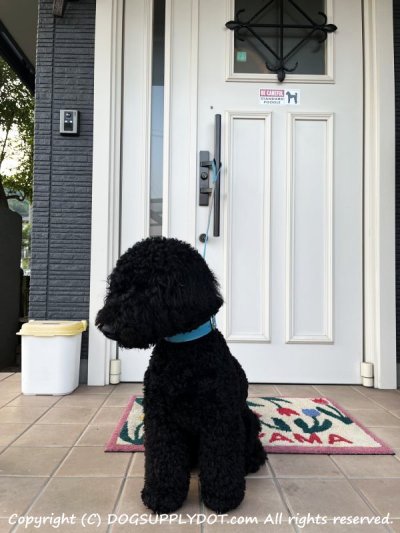 画像1: [MAGSIGN] スタンダードプードル マグネット＆ステッカー (犬)気を付けて 英語 BE CAREFUL STANDARD POODLE 対象:車(ドア/ガラス/ボディ)・屋外(玄関扉/窓ガラス/メールポスト) 日本製