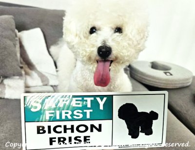 画像2: [MAGSIGN] ビションフリーゼ マグネット＆ステッカー 英語 安全第一 SAFETY FIRST BICHON FRISE 対象:車(ドア/ガラス/ボディ)・屋外(玄関扉/窓ガラス/メールポスト) 日本製