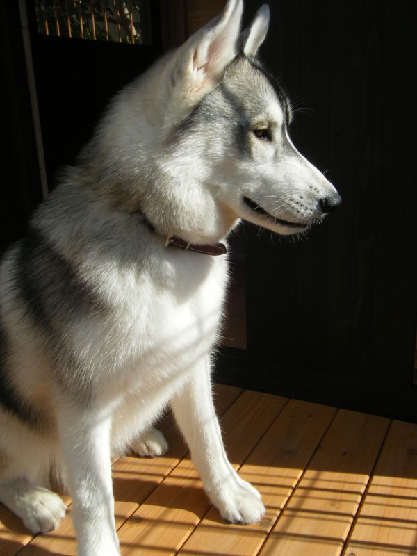 新しい首輪をつけた愛犬銀牙です