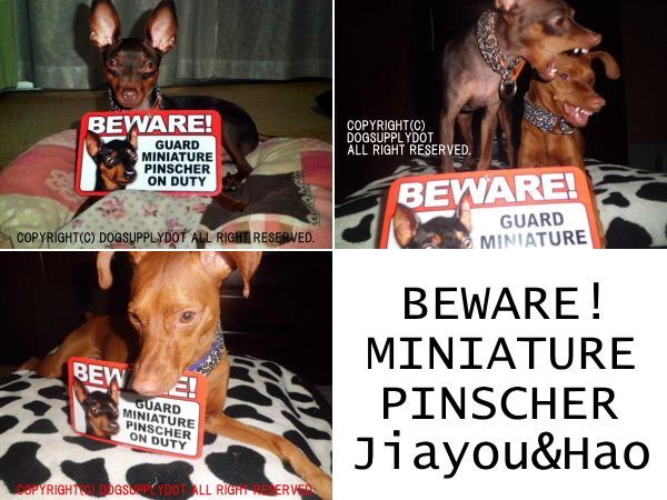 BEWARE!MINIATURE PINSCHER!