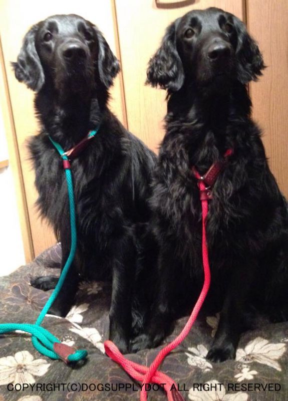 当店の看板孫犬達にそっくり!びっくり!