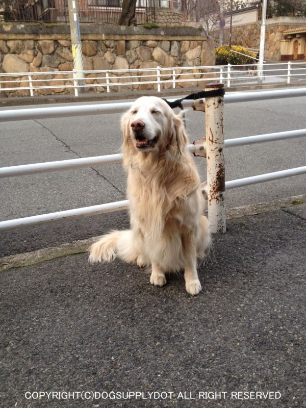 今日のお客さん☆オードリー