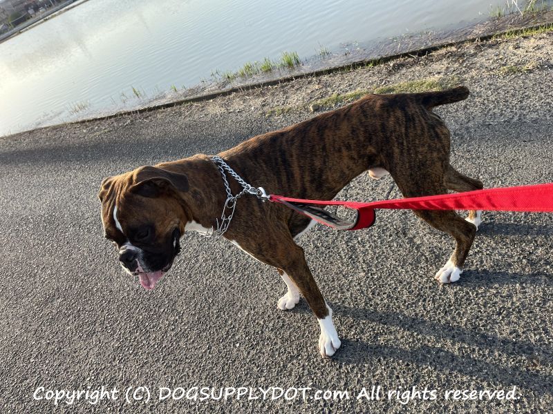 昨日までの愛犬が誰？別犬？効果絶大！