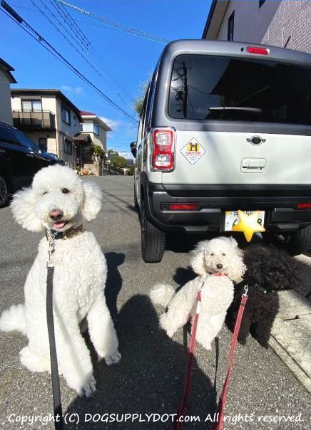 車用に🐩マグネット❣️