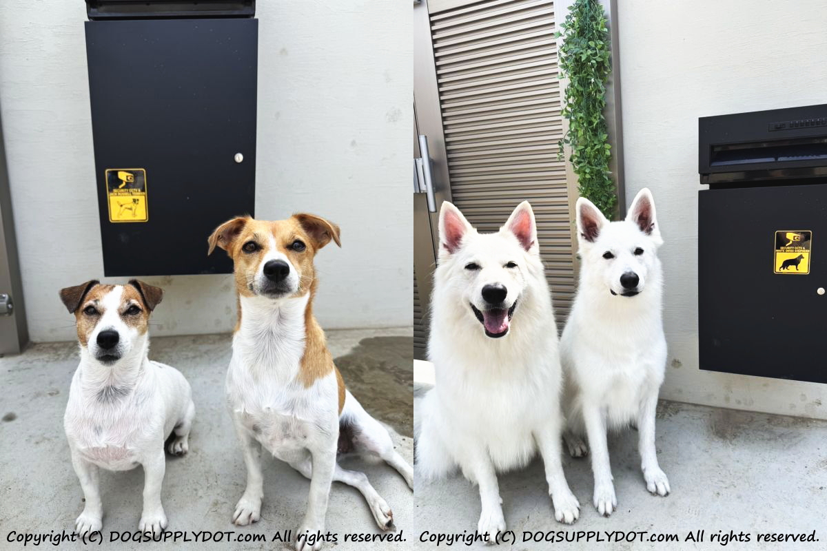 写真を撮るので、 家の中からですが…