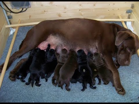 ブラック＆チョコレートラブラドール,兄弟犬