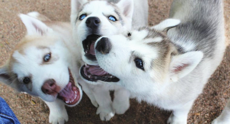 シベリアンハスキー,兄弟犬