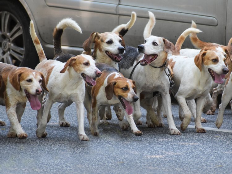 ビーグル,兄弟犬