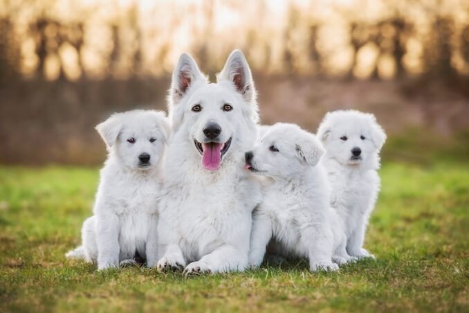 ホワイトスイスシェパード,兄弟犬