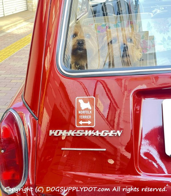 NORFOLK TERRIERマグネット