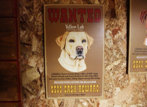 イエローラブWANTED お尋ね犬サインボード