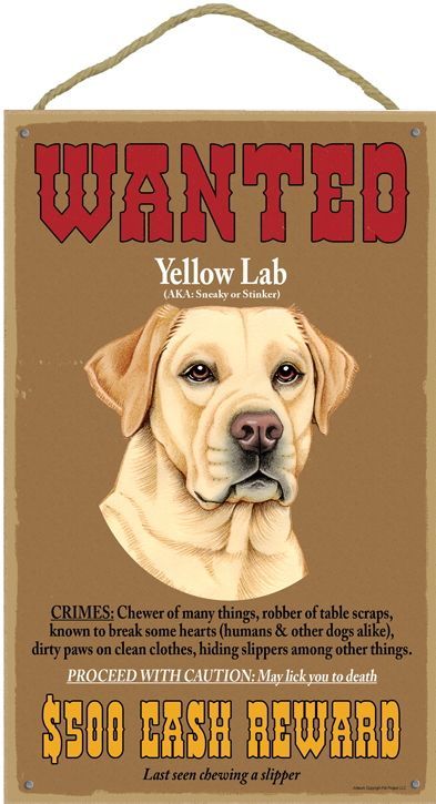 イエローラブWANTED お尋ね犬サインボード