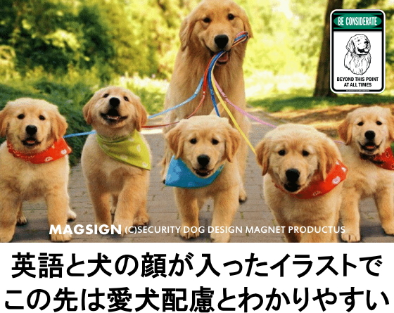 ゴールデンレトリバー,配慮,マグネット,ステッカー,英語,ここから先,この先は,常に,いつも,何時も,常時
